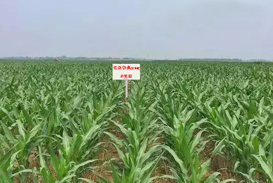 合欢视频软件安装污下载缓释肥示范田