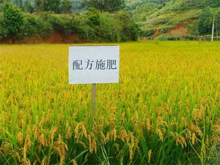 水稻采用配方施肥，科学管理，喜获丰收